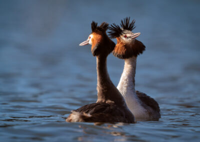 Der Haubentaucher – Vogelfoto von Stefan Berghoff, Bild 2