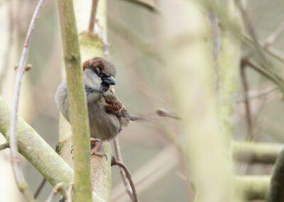 Der Haussperling – Vogelfoto von Stefan Berghoff, Bild 6