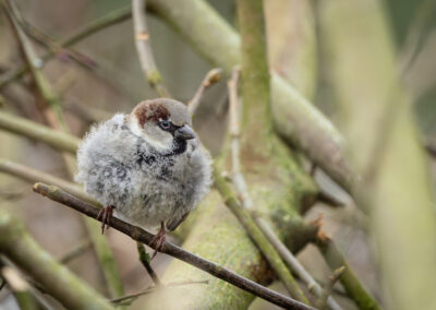 Der Haussperling – Vogelfoto von Stefan Berghoff, Bild 5