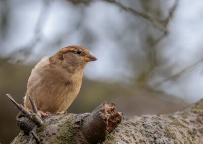 Der Haussperling – Vogelfoto von Stefan Berghoff, Bild 4