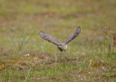 Der Haussperling – Vogelfoto von Stefan Berghoff, Bild 3