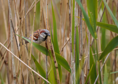 Der Haussperling – Vogelfoto von Stefan Berghoff, Bild 2