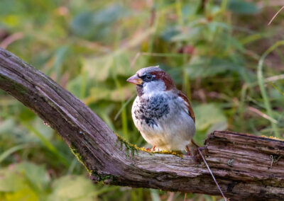 Der Haussperling – Vogelfoto von Stefan Berghoff, Bild 11