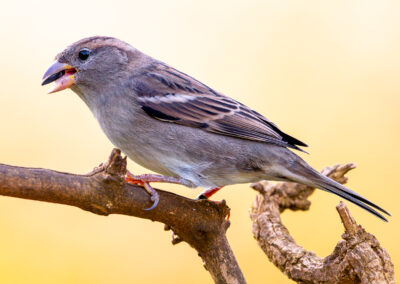 Der Haussperling – Vogelfoto von Stefan Berghoff, Bild 10