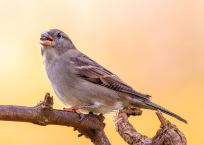 Der Haussperling – Vogelfoto von Stefan Berghoff, Bild 1