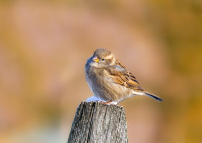 Der Haussperling – Vogelfoto von Stefan Berghoff, Bild 9