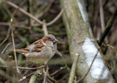 Der Haussperling – Vogelfoto von Stefan Berghoff, Bild 7
