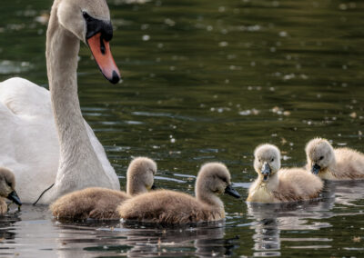 Der Höckerschwan – Vogelfoto von Stefan Berghoff, Bild 4