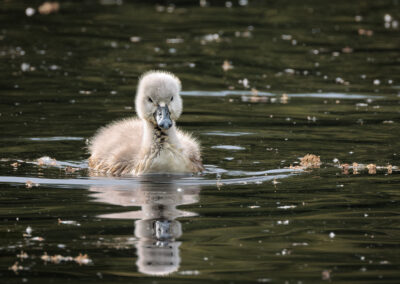 Der Höckerschwan – Vogelfoto von Stefan Berghoff, Bild 2