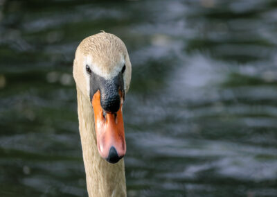Der Höckerschwan – Vogelfoto von Stefan Berghoff, Bild 9