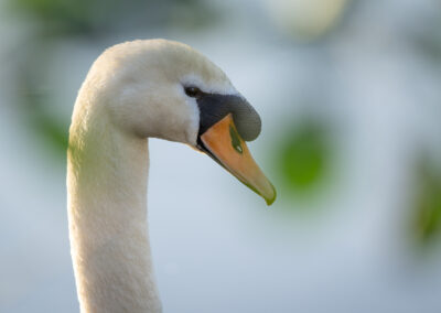 Der Höckerschwan – Vogelfoto von Stefan Berghoff, Bild 10