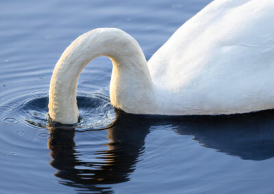 Der Höckerschwan – Vogelfoto von Stefan Berghoff, Bild 8