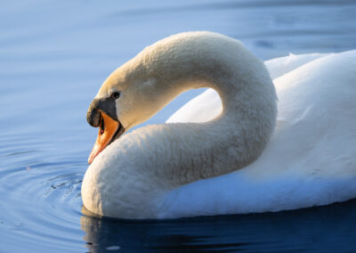 Der Höckerschwan – Vogelfoto von Stefan Berghoff, Bild 3