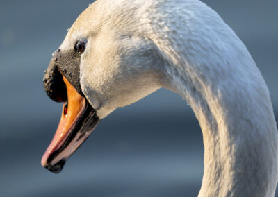 Der Höckerschwan – Vogelfoto von Stefan Berghoff, Bild 1