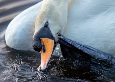 Der Höckerschwan – Vogelfoto von Stefan Berghoff, Bild 6
