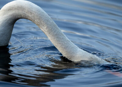Der Höckerschwan – Vogelfoto von Stefan Berghoff, Bild 5