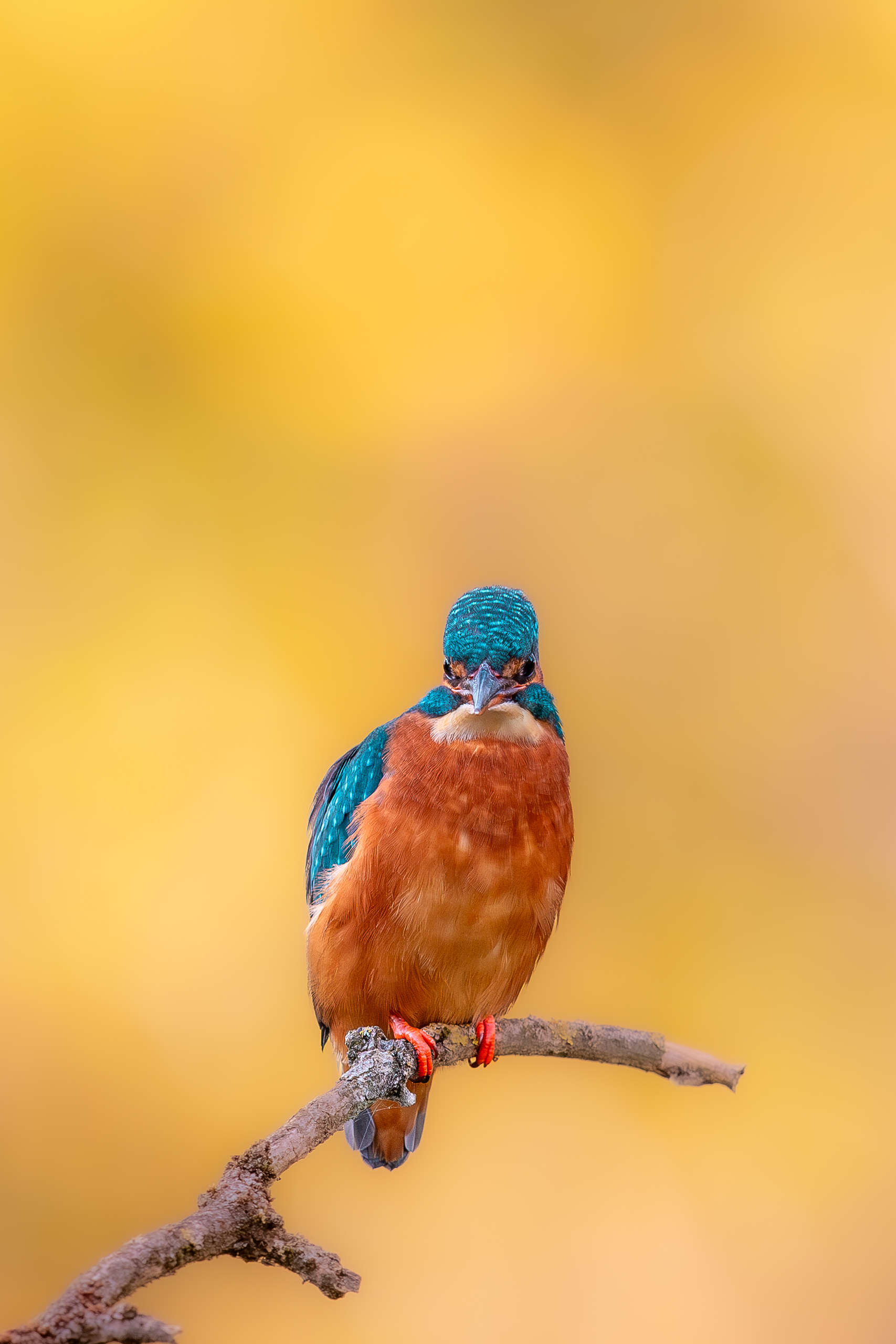 IMG_6646-2-Verbessert-RR