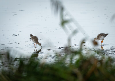 Der Kampfläufer – Vogelfoto von Stefan Berghoff, Bild 6