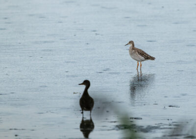 Der Kampfläufer – Vogelfoto von Stefan Berghoff, Bild 5