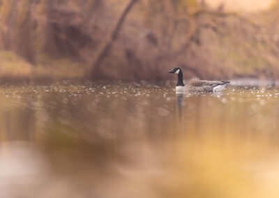 Die Kanadagans – Vogelfoto von Stefan Berghoff, Bild 8