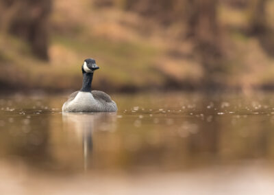 Die Kanadagans – Vogelfoto von Stefan Berghoff, Bild 3