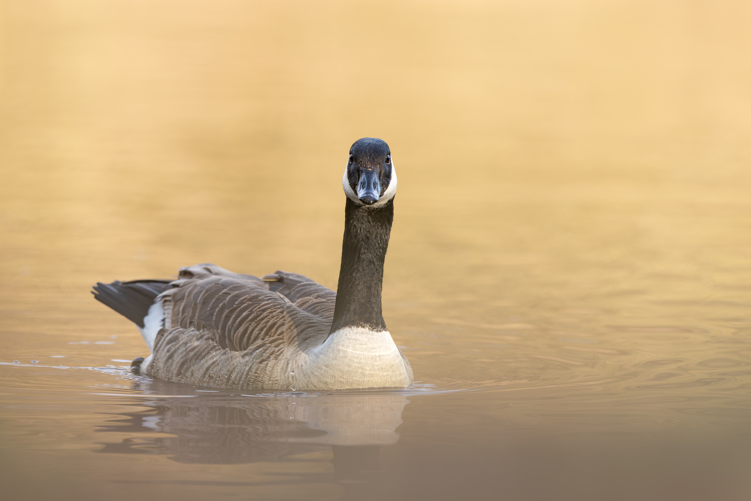 R5II9389-DxO_DeepPRIME XD2s Die Kanadagans (Branta canadensis) – Vogelfoto von Stefan Berghoff