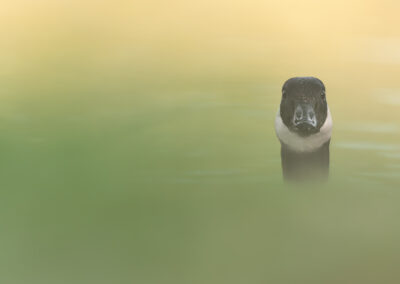Die Kanadagans – Vogelfoto von Stefan Berghoff, Bild 4
