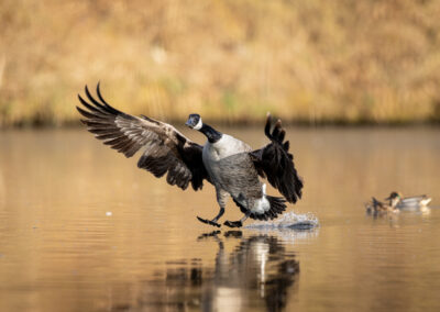 Die Kanadagans – Vogelfoto von Stefan Berghoff, Bild 7