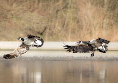 Die Kanadagans – Vogelfoto von Stefan Berghoff, Bild 6