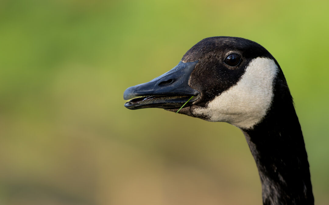 Die Kanadagans (Branta canadensis) – Vogelfoto von Stefan Berghoff