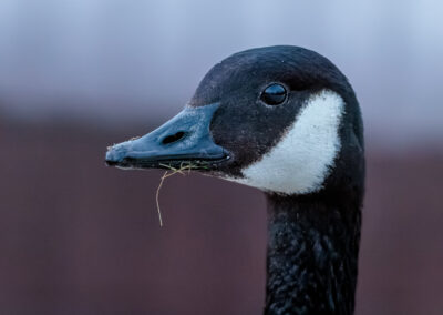 Die Kanadagans – Vogelfoto von Stefan Berghoff, Bild 1