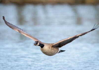 Die Kanadagans – Vogelfoto von Stefan Berghoff, Bild 5