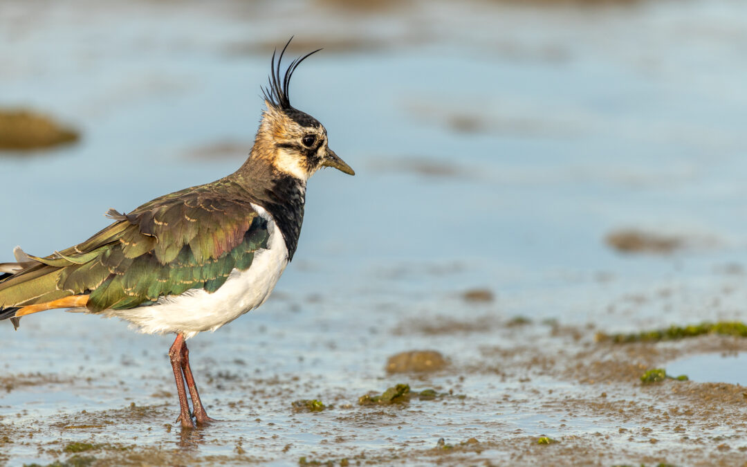 Der Kiebitz (Vanellus vanellus) – Vogelfoto von Stefan Berghoff