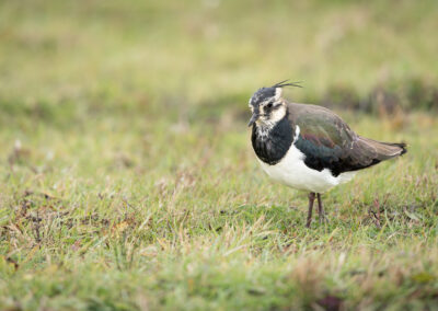 Der Kiebitz – Vogelfoto von Stefan Berghoff, Bild 3