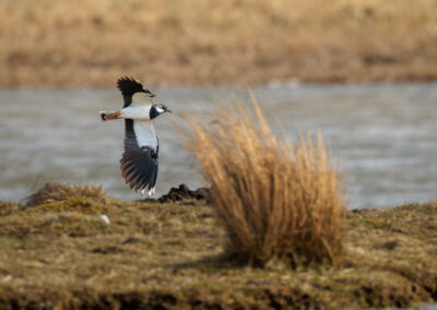 Der Kiebitz – Vogelfoto von Stefan Berghoff, Bild 2