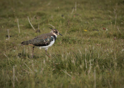 Der Kiebitz – Vogelfoto von Stefan Berghoff, Bild 1