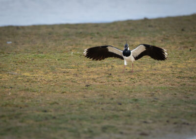 Der Kiebitz – Vogelfoto von Stefan Berghoff, Bild 10