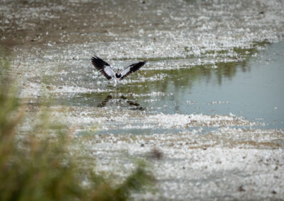 Der Kiebitz – Vogelfoto von Stefan Berghoff, Bild 9