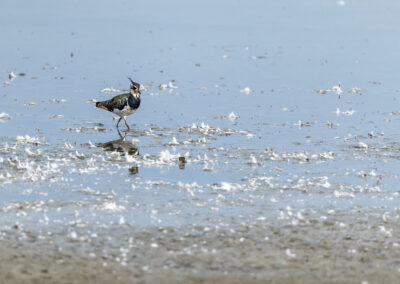 Der Kiebitz – Vogelfoto von Stefan Berghoff, Bild 8