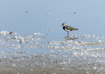 Der Kiebitz – Vogelfoto von Stefan Berghoff, Bild 7
