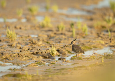 Der Kiebitz – Vogelfoto von Stefan Berghoff, Bild 6