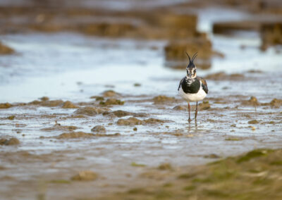 Der Kiebitz – Vogelfoto von Stefan Berghoff, Bild 4