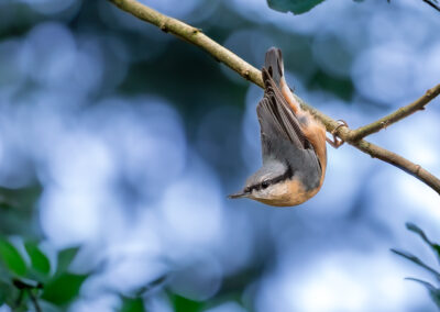 Der Kleiber – Vogelfoto von Stefan Berghoff, Bild 1
