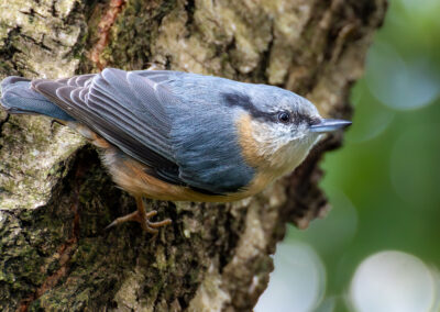 Der Kleiber – Vogelfoto von Stefan Berghoff, Bild 3