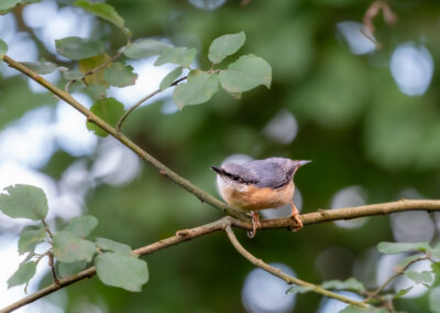 Der Kleiber – Vogelfoto von Stefan Berghoff, Bild 4