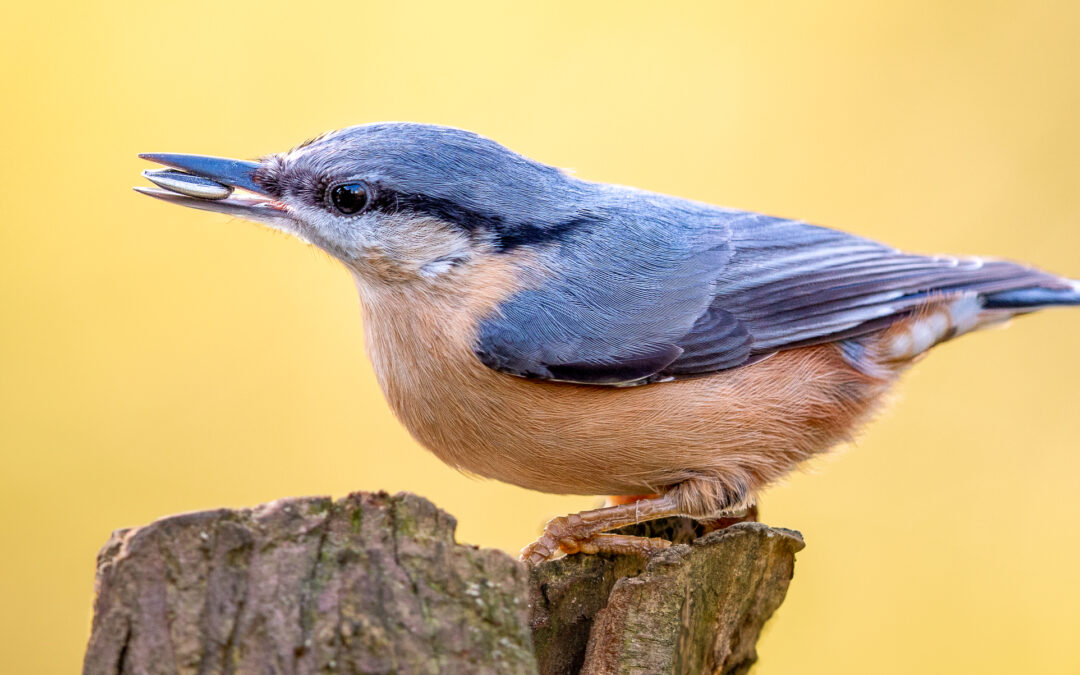 Der Kleiber (Sitta europaea) – Vogelfoto von Stefan Berghoff
