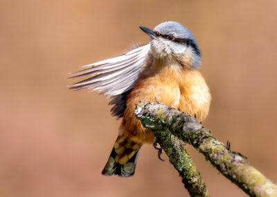 Der Kleiber – Vogelfoto von Stefan Berghoff, Bild 2