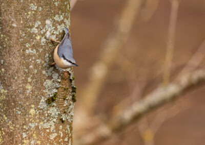 Der Kleiber – Vogelfoto von Stefan Berghoff, Bild 6