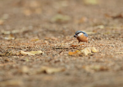 Der Kleiber – Vogelfoto von Stefan Berghoff, Bild 5