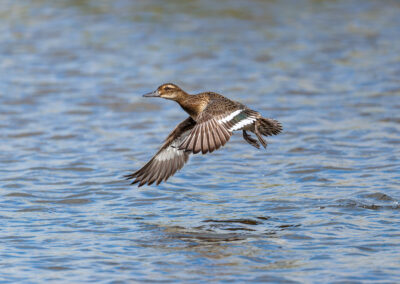 Die Knäkente – Vogelfoto von Stefan Berghoff, Bild 2